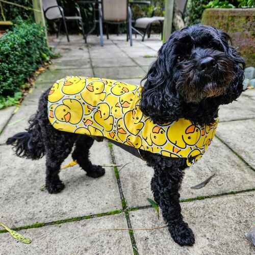 Dog best sale duck raincoat